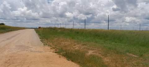 stands