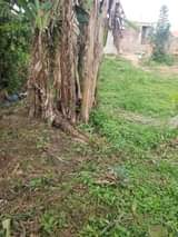 A picture of Plot in kagoma