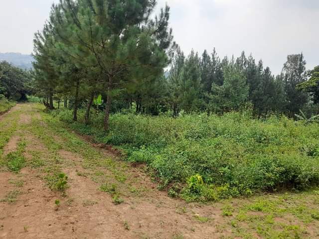 houses entebbe