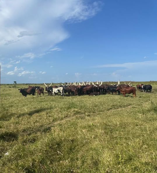 A picture of PRIME AGRICULTURE INVESTMENT 492 ACRES Looking for a plug and