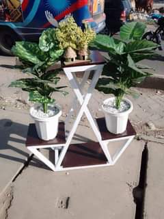 plants