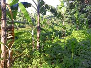 A picture of Half acre of land Private mailo land Location Bombo ku