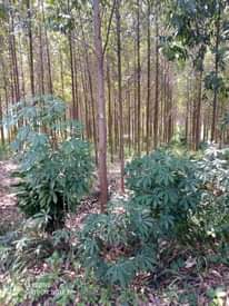 A picture of Ekibanja one acre and half ne kalitunsi waamwo bitundibwa 60m