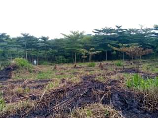 A picture of An acre of land