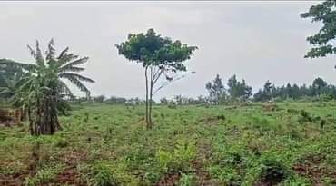 A picture of GAYAZA ROAD ACRES FOR SALE ZIROBWE KIKYUSA EACH 12MILLIONS TITLED