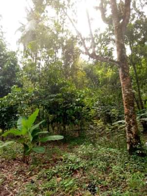 A picture of Shamba linauzwa lipo machui