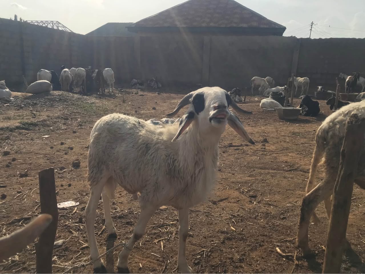 A picture of Rams