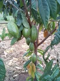 A picture of Clonal rubosta coffee cuttings