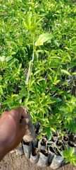 A picture of Passion fruit seedlings.