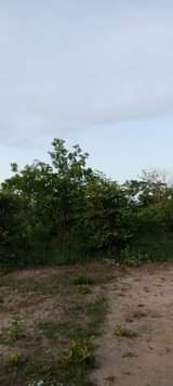 mwembeshi