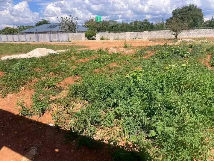 zambia plots