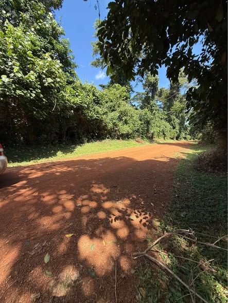 A picture of 500 acres of freehold tittled land 4millions per Acre at