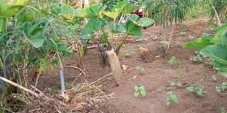A picture of 50x100FT PLOTS WITH READTITLE ON QUICK SALE LOCATED MATUGGA KIWEBWA