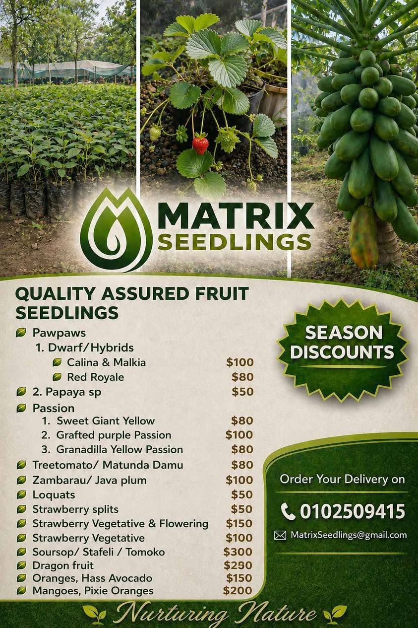 seedlings