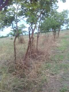 mwembeshi
