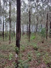 A picture of Eucalyptus Trees mature for electric and telephone poles and other