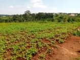 A picture of 3 plots on sale 12m at give away price kisubuzi