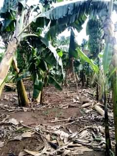 Ssentumbwe B.