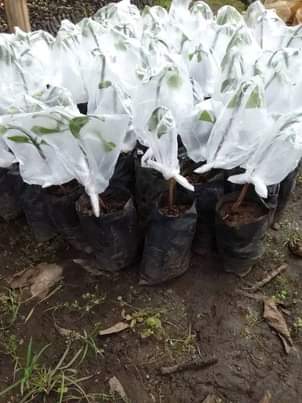 A picture of seedlings