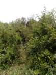 A picture of 140 acres of land for sale in mijera Nakasongola district