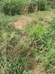 A picture of 2 fertile acres for sale with electricity and water 10km