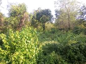 A picture of Shamba la eka 20 linauzwa