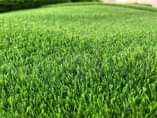 A picture of Artificial grass carpets 0703836818 0776763178.