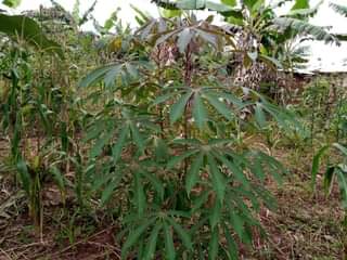 A picture of HALF ACRE FOR SALE IN NAKASEKE KAPEEKA