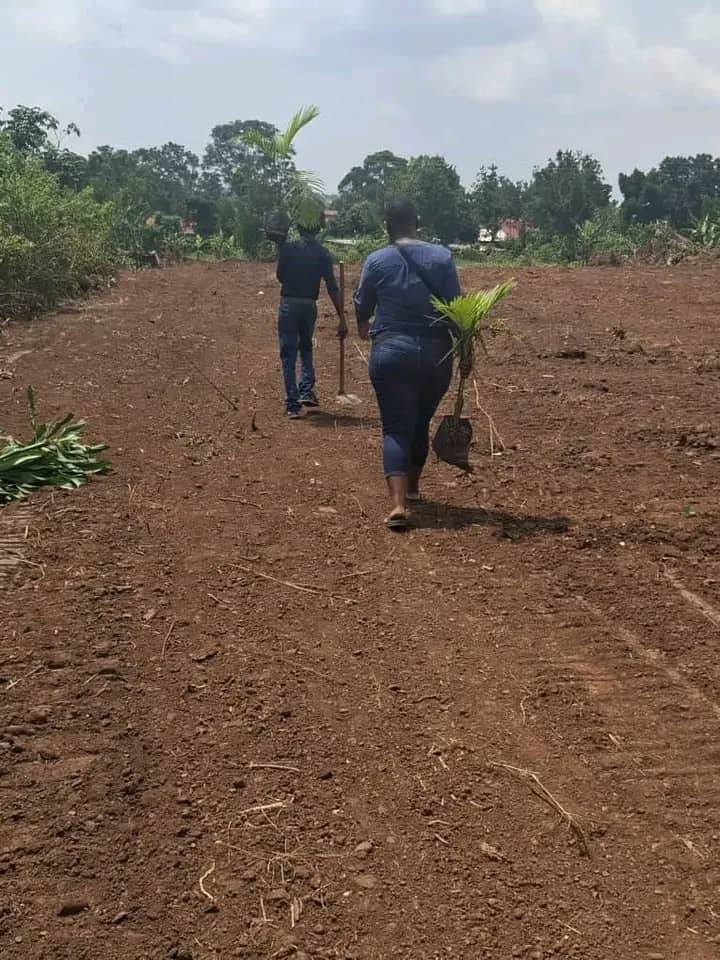 A picture of Gayaza kiwenda plots at 17m
