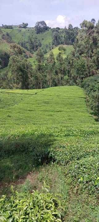 Kipngetich R.