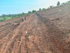 A picture of CHEAP PLOTS