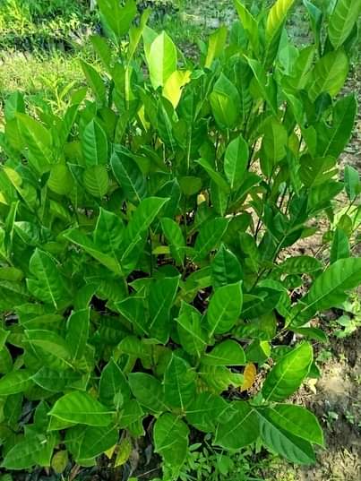 A picture of Jackfruit seedlings