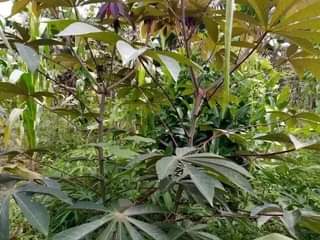 A picture of LAND 121 200 55 188FT FOR SALE IN NAKASEKE KAPEEKA