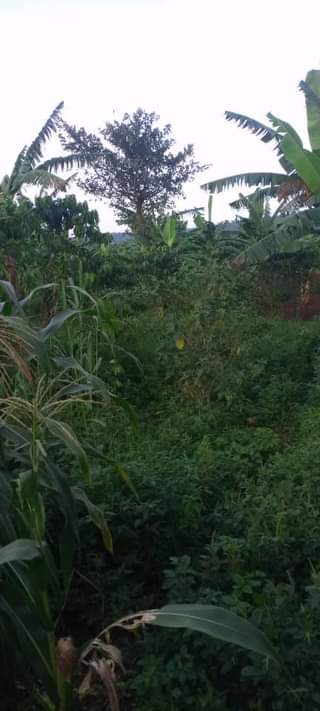 A picture of County home