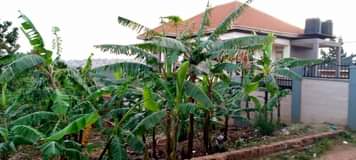 A picture of Makindye luwafu salaama Rd plot