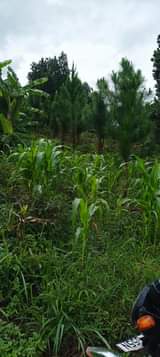 A picture of Land for sale 50x100 with a title