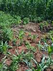 A picture of 4acres at 32m 15km from kikyusa trading center