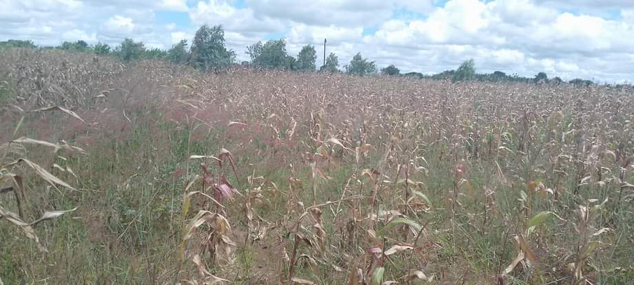 land