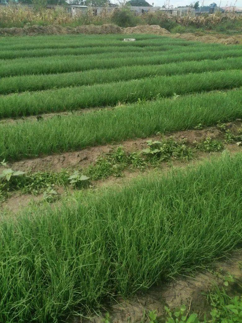seedlings