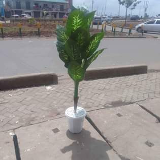 plants