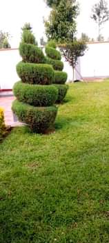 landscaping