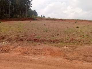 A picture of estate