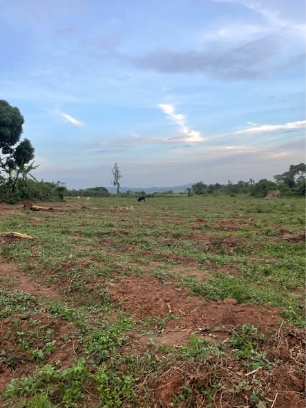 A picture of Plots for Sale in Busiika Vumba 50Ft by 100Ft at