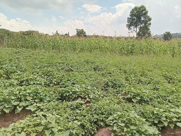 A picture of 5 Acres of land for sale at matugga kilolo kabale