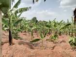 A picture of 57 Decimals with banana plantation available for sale in Nakawuka