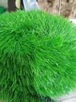 A picture of Grass carpets per square meter