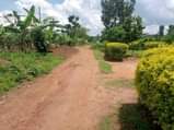 A picture of Matugga kiweebwa titled plot on quick sale