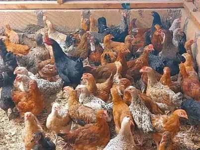 Farmers M.