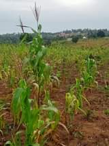 A picture of Shamba kiwanja