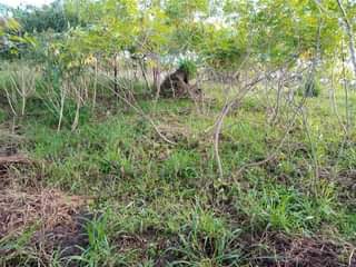 A picture of 100 200FT HALF ACRE FOR SALE IN NAKASEKE KAPEEKA 4KM